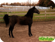 Пасо Фино (Paso Fino)
