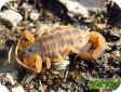Centruroides vittatus