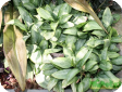 Aglaonema