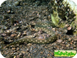 Myrichthys breviceps 
