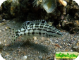 Serranus tigrinus 