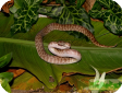 Antaresia stimsoni