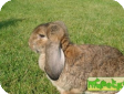 Французский вислоухий кролик баран (French lop-eared rabbit ram)