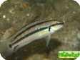 Telmatochromis vittatus