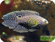 Calloplesiops altivelis