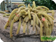 Cleistocactus