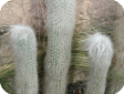 Cephalocereus
