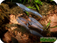 Kryptopterus bicirrhis