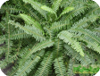 Nephrolepis