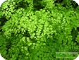 Adiantum