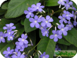 Streptocarpus