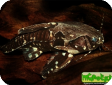 Agamyxis pectinifrons