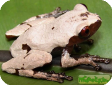 Theloderma licin