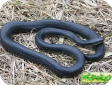 Lampropeltis getula nigra  