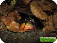 Xylotrupes gideon beckeri 
