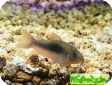 Corydoras aeneus