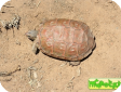 Homopus femoralis 