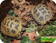 Testudo horsfieldii, Agrionemys horsfieldii (Среднеазиатская, Степная, Русская) 
