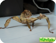 Extatosoma tiaratum 