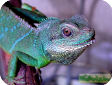 Draco