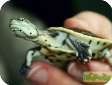 Phrynops hilarii