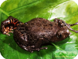 Kassina maculata