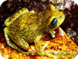 Leptopelis uluguruensis