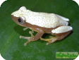 Afrixalus