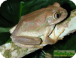 Leptopelis flavomaculatus