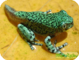 Leptopelis vermiculatus