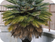 Chamaerops
