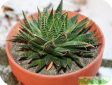 Haworthia Duval.