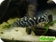 Botia lohachata