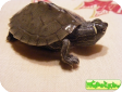 Graptemys pseudogeographica 