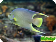 Holacanthus bermudensis 