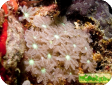Clavularia sp. 