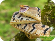 Boiga cynodon
