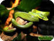 Gonyosoma oxycephalum