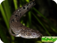 Polypterus delhezi