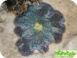 Stichodactyla gigantea (Stoichactis gigas) 