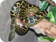 Eunectes notaeus