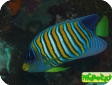 Pygoplites diacanthus 
