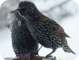 Sturnus vulgaris