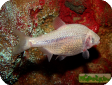 Anoptichthys jordani