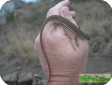 Latastia longicaudata