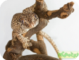 Rhacodactylus auriculatus