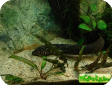 Lepidosiren paradoxa