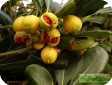 Pittosporum Soland.