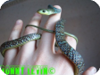Philothamnus macrops