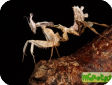 Idolomantis diabolica 